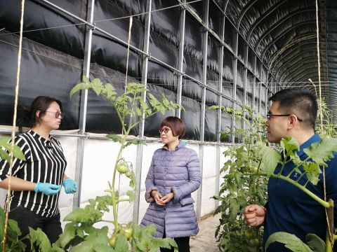 生物科技助力闽宁镇西红柿增产增收