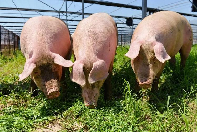 美农生物打造全球领先的动物营养专家动物禁抗产品彰显优势猪饲料迎来